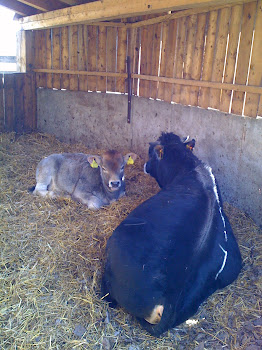 COWS AT WINERY