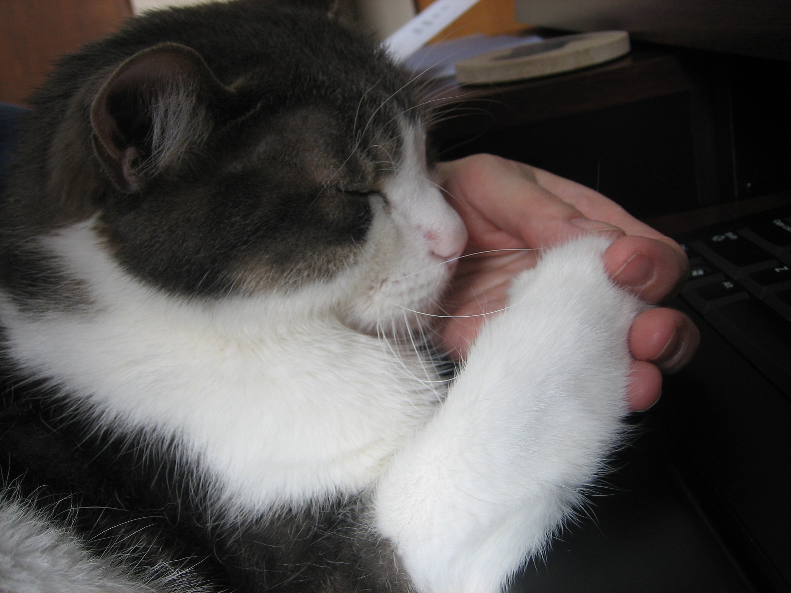 It's all about the cats! Real man(cats) hold hands