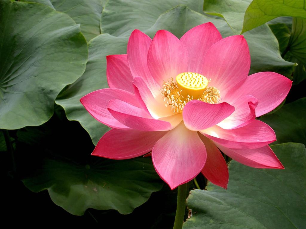 Pink Lotus Flower