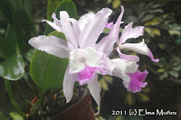 Cattleya hibrida