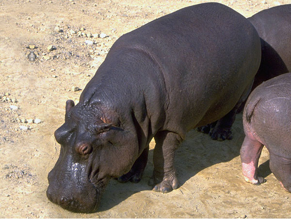 extinction of wildlife Endangered species are those considered to be at risk of extinction explore endangered species photos, videos and facts including why species are endangered and what. extinction of wildlife Endangered species are those considered to be at risk of extinction explore endangered species photos, videos and facts including why species are endangered and what.