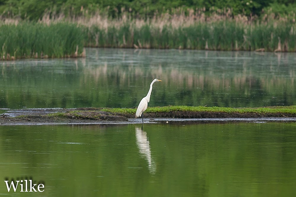 Great Egret at dawn. Great Egret at dawn.