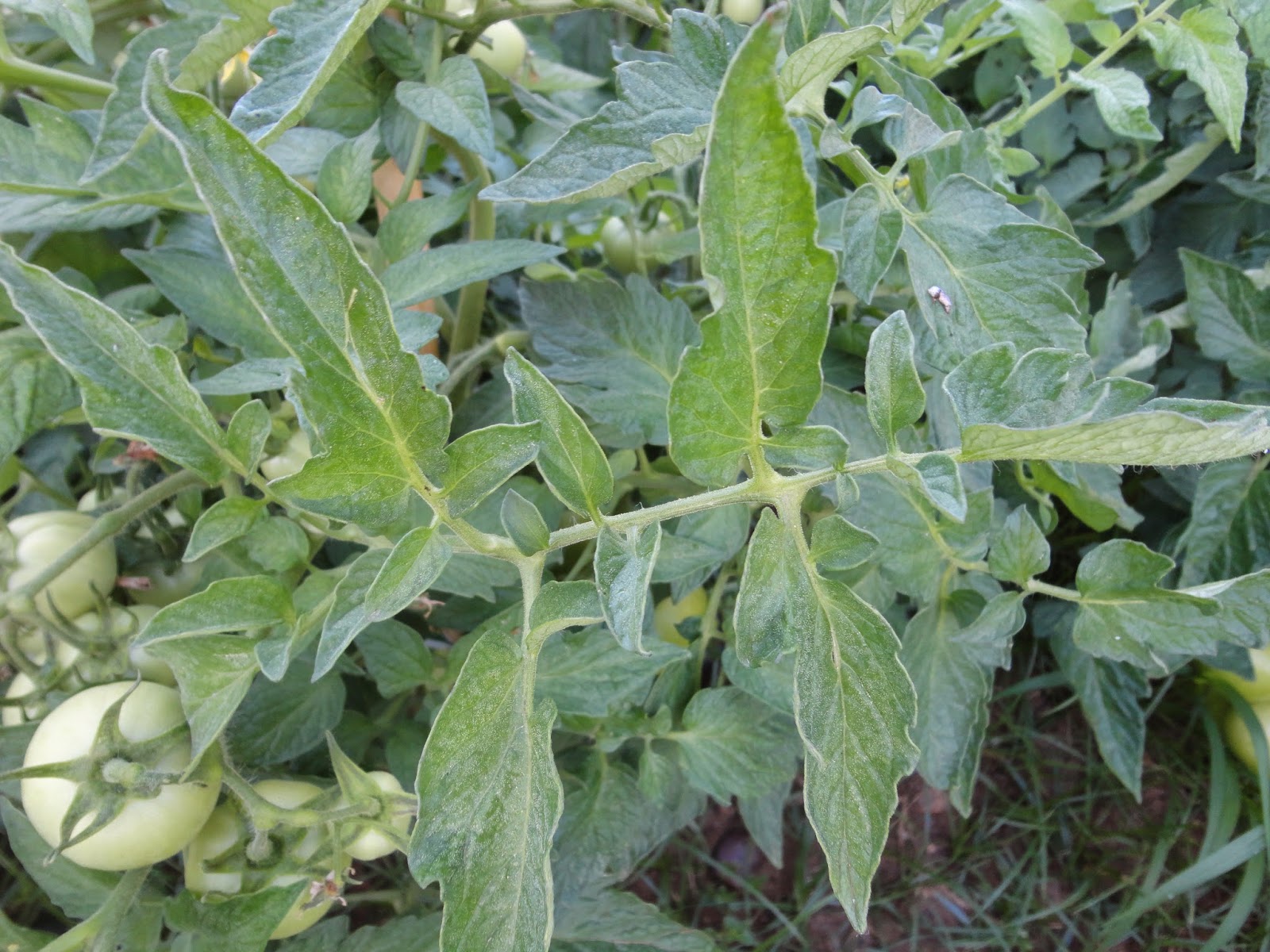 HOJA DE TOMATERA SANA