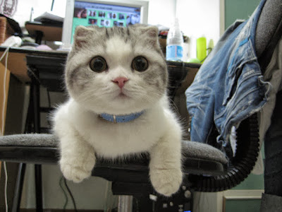 Funny Cat Pictures Funny Cat Pictures