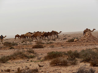 Kameelachtigen. Op weg van Marrakesh naar Layoune richting Mauritanië hoeden nomaden grote grote kuddes dromedarissen. 