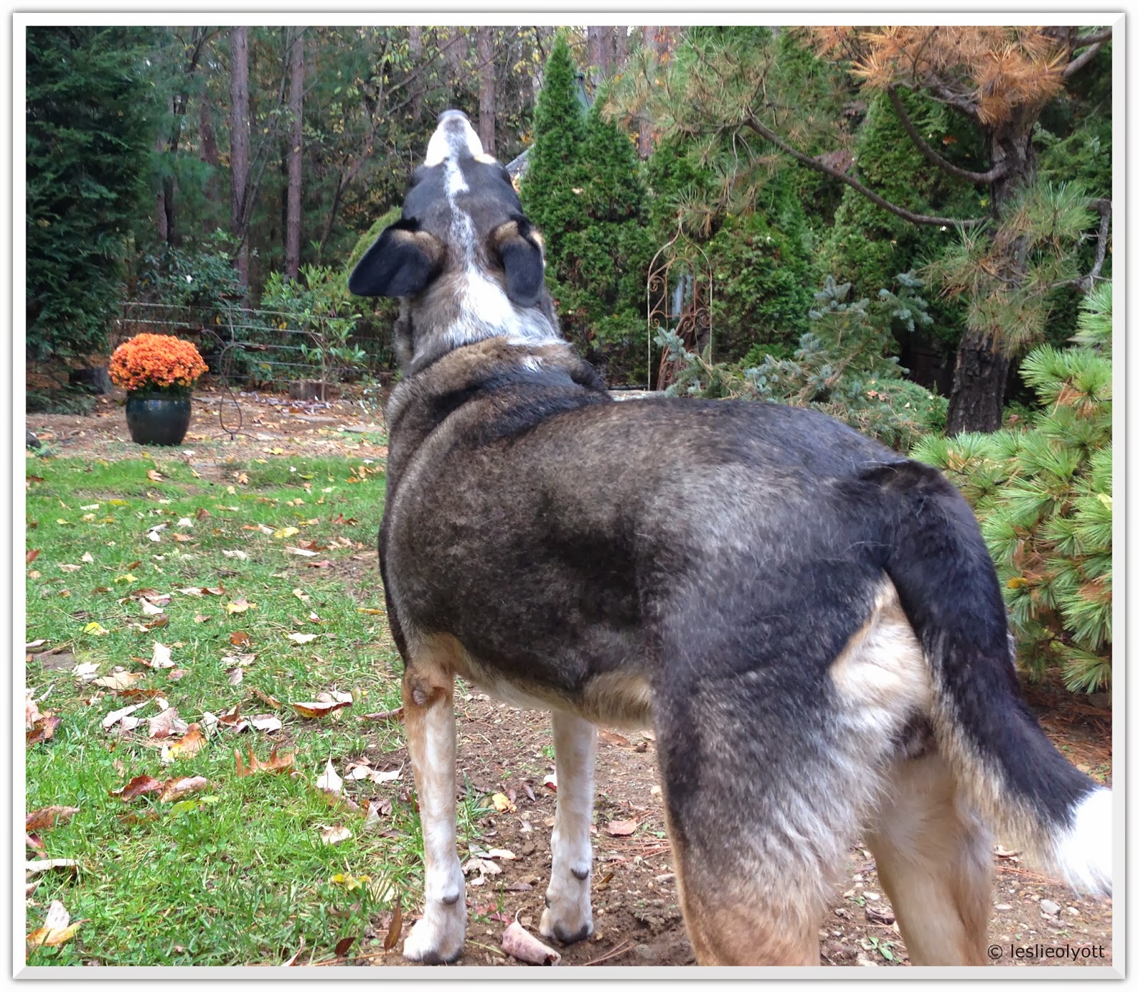 Dogs Black Fur Is Turning Brown at Allen Yee blog
