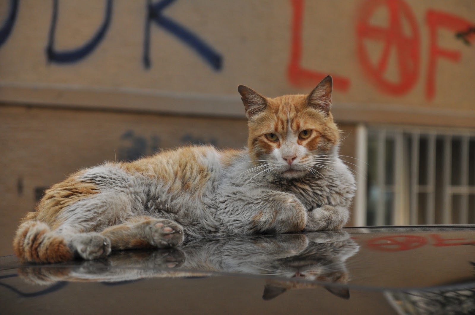 Sarman Tasarım Sarman