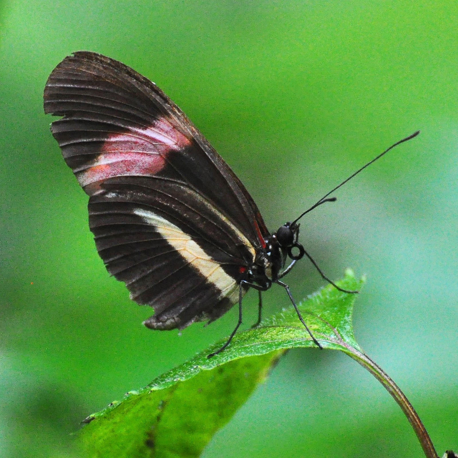 Through The Looking Glass Some Butterflies of Panama