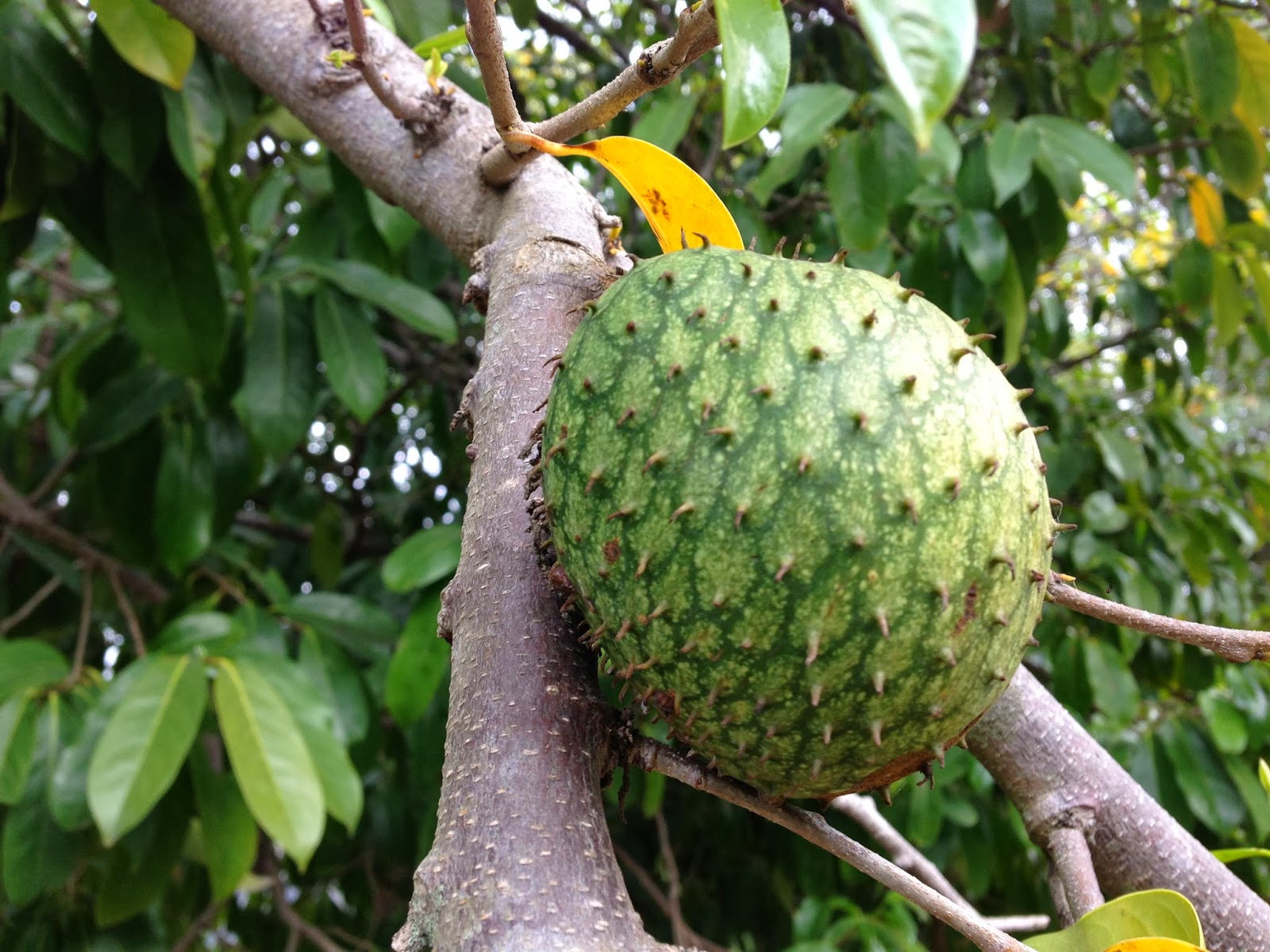 soursop for sale