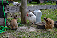 Say, You're Not a Chicken, copyright 2013, Stephanie Maatta Smith Brown bunny and chickens in the barn yard