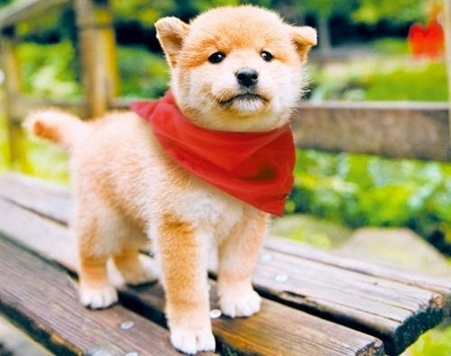 See more Shiba Inu puppy http://cutepuppyanddog.blogspot.com/