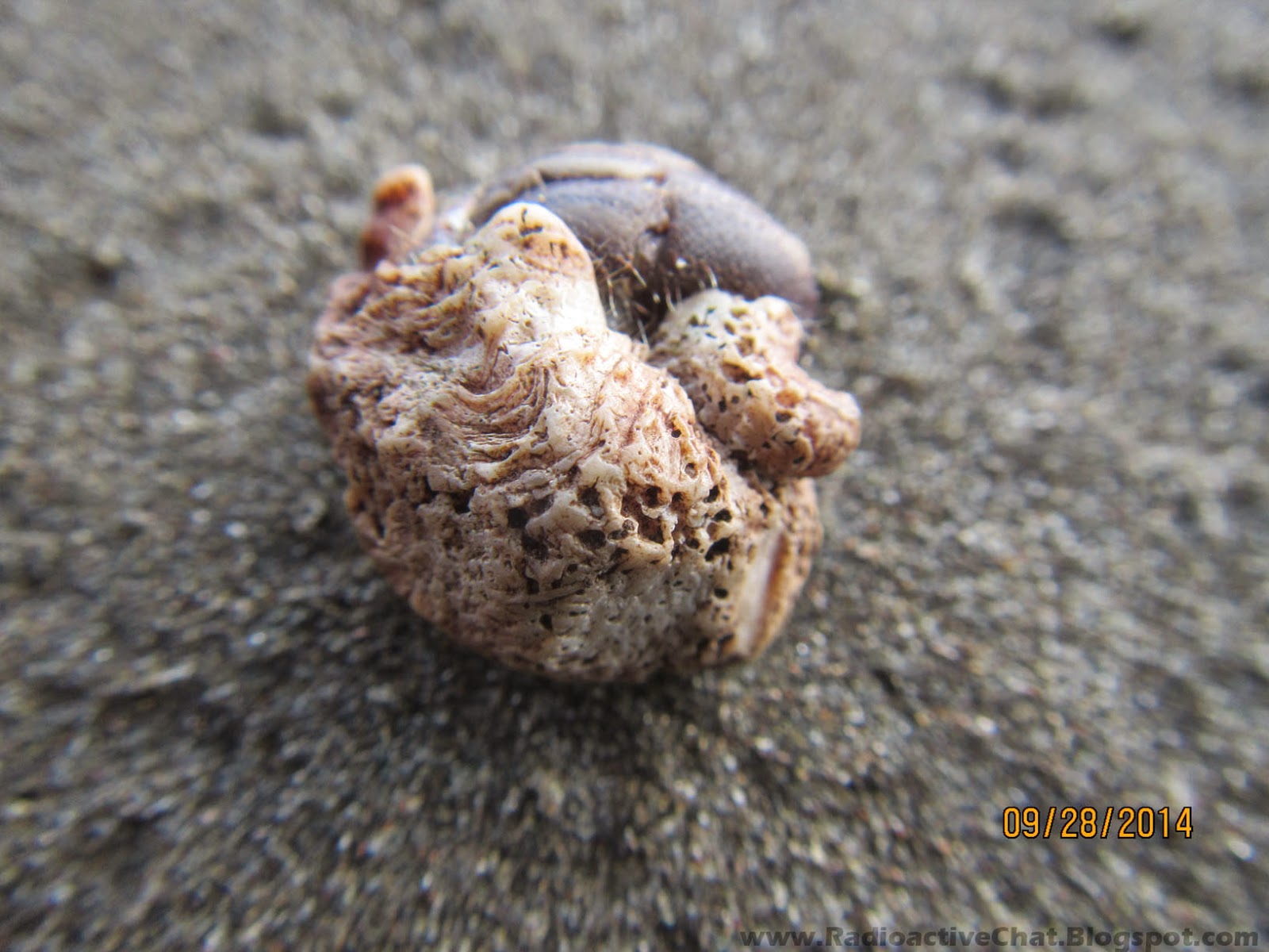 Costa Rica Pacific Coast Mass Animal Deaths Fukushima Radiation - Coenobita Clypeatus Hermit Crabs Photo 10 Costa Rica Pacific Coast Mass Animal Deaths Fukushima Radiation - Coenobita Clypeatus Hermit Crabs Photo 10