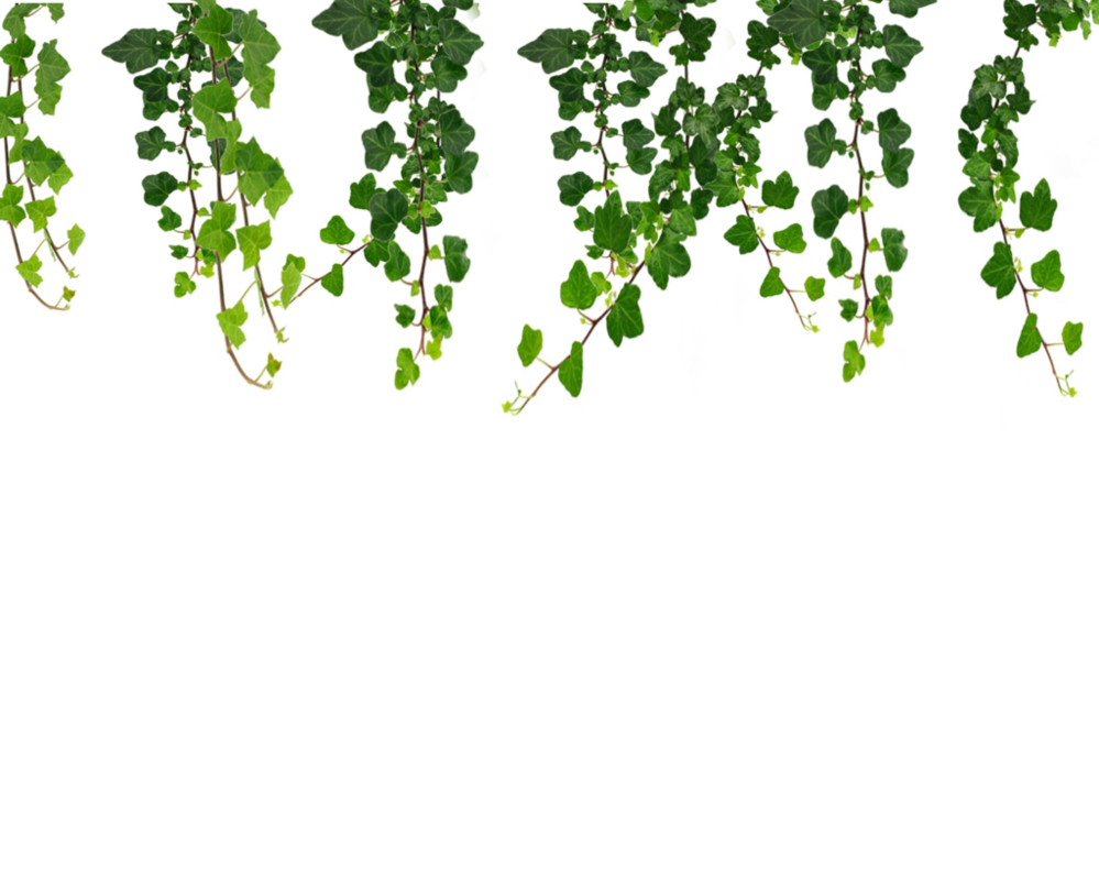 photo editing material flowers leafs png christmas lights cover photos for facebook