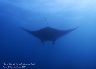Dive with Mantas at Komodo National Park