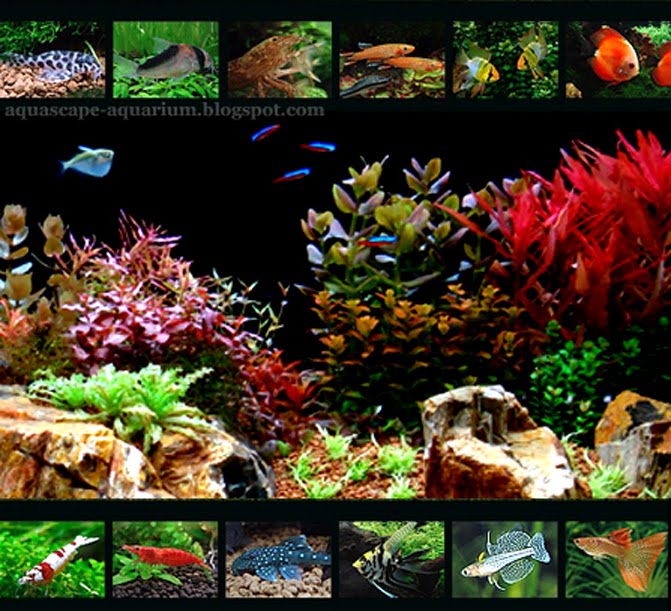 Aquascape Aquarium Freshwater Tropical Fish Species for Planted Aquarium