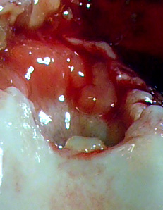 sinovitis grave rodilla perro artrosis perro rodilla
