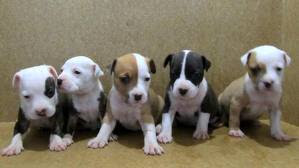 peluche american stanford