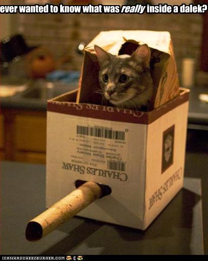 Dalek+Cat+-+In+Box.jpg