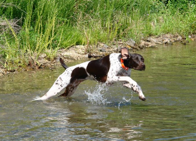 Pets Animal Photos Good Family Dogs