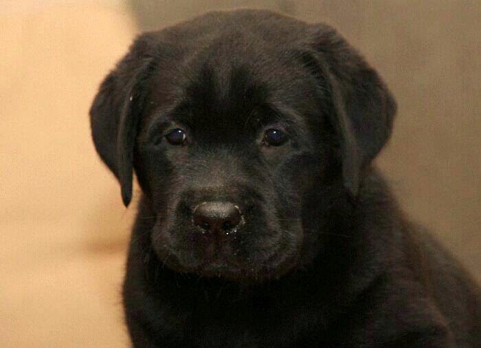 Labrador puppies for Sale Mumbai Labrador German Shepard Pug
