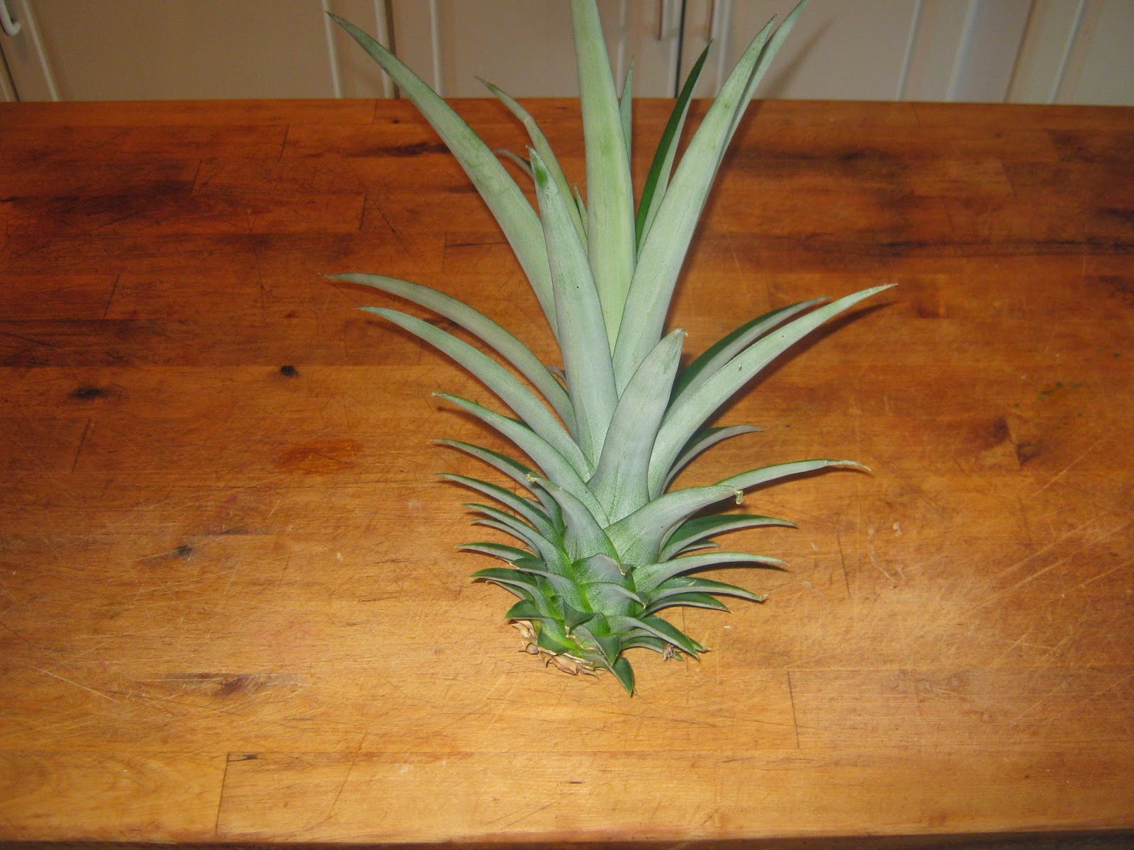 Garden Guy Hawaii Pineapples Easily Propagated