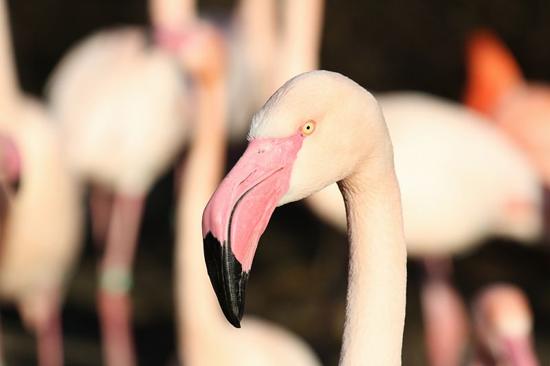 leurs yeux se rencontrèrent wikipedia