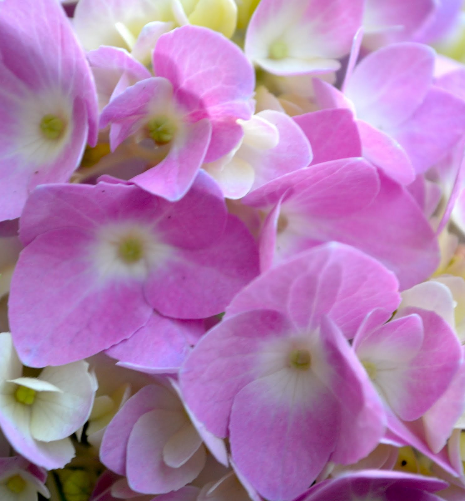 Cottage and Broome Summer Blooms in Charlevoix