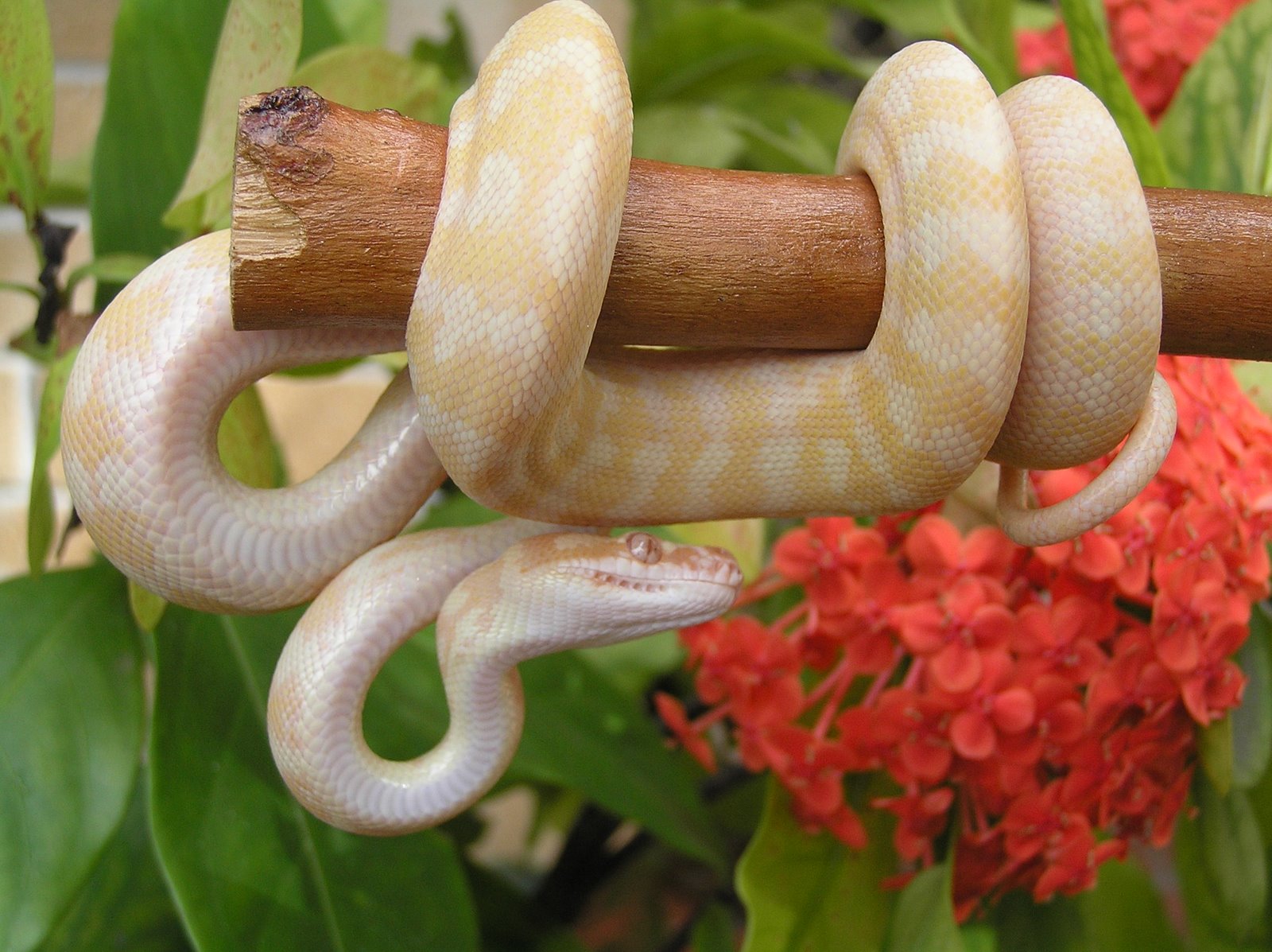 Images of carpet pythons SNAKES