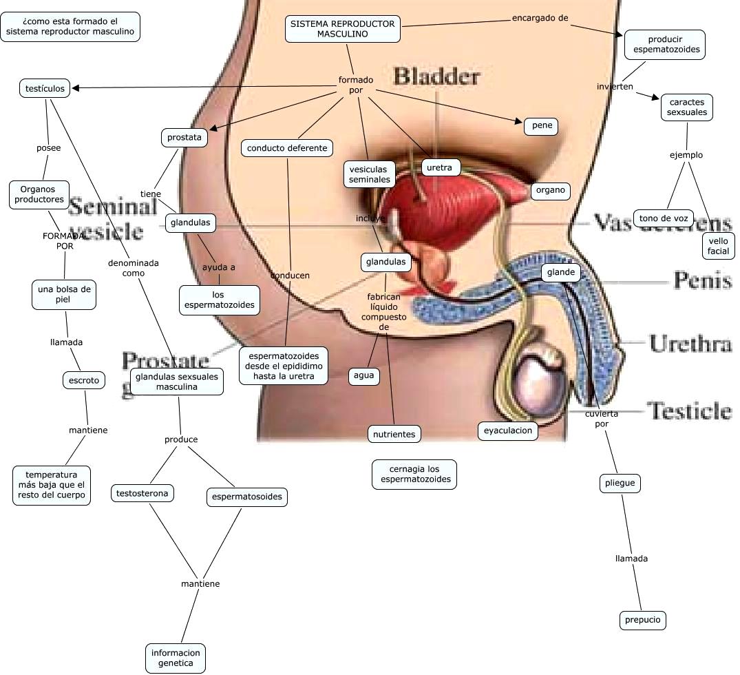 ESQUEMA DEL SISTEMA REPRODUCTOR MASCULINO Esquema del Sistema Reproductor Masculino