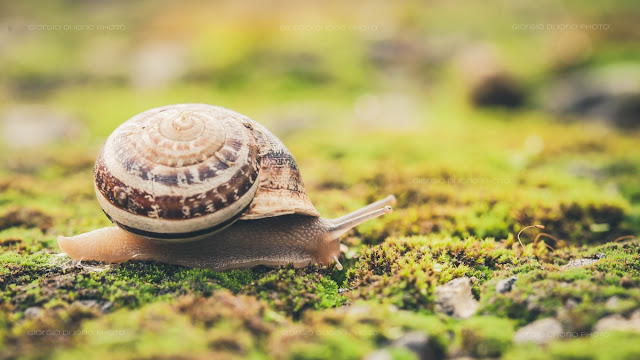 lumaca, snail, pioggia, rain, Natura Ischia, foto Ischia, Macro Ischia, 