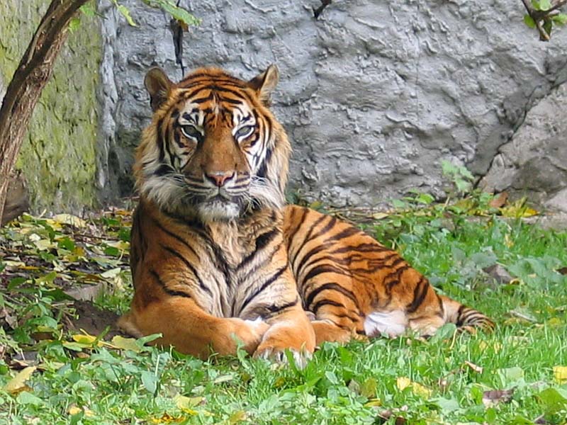 Il mondo del sapere per grandi e piccini: La Tigre di Sumatra