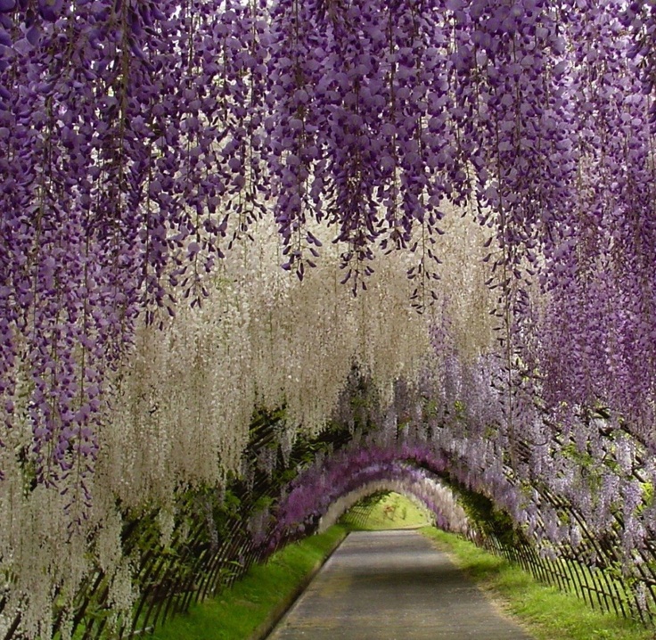 Moon to Moon Wisteria Arch at Kawachi Fuji Garden