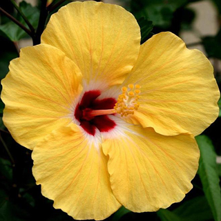 Hibiscos amarillo Hibiscos amarillo