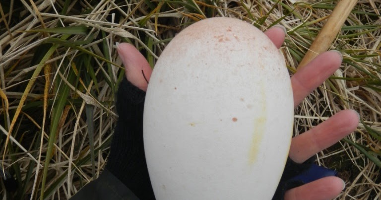 Steph at the poles: Whales, Wandering albatross eggs and ICE!