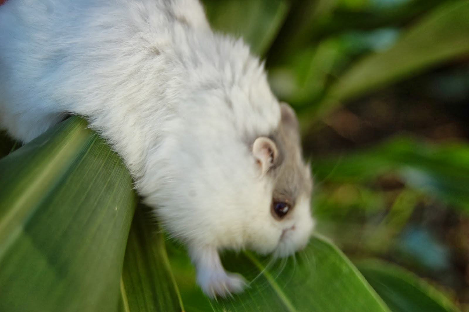Texas Rebel Girl Hamster Plant?
