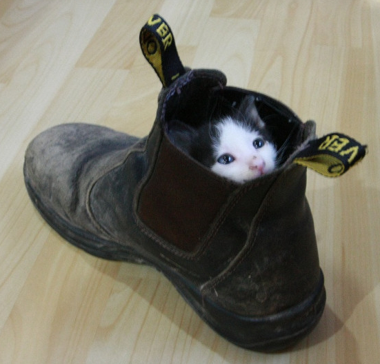 kitten%20in%20shoe.jpg