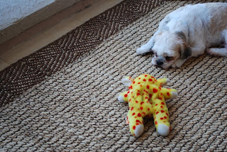 Dog laying on patio balcony luxury Destin penthouse condo
