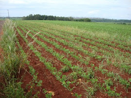 Plantações de soja