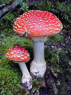 Amanita muscaria
