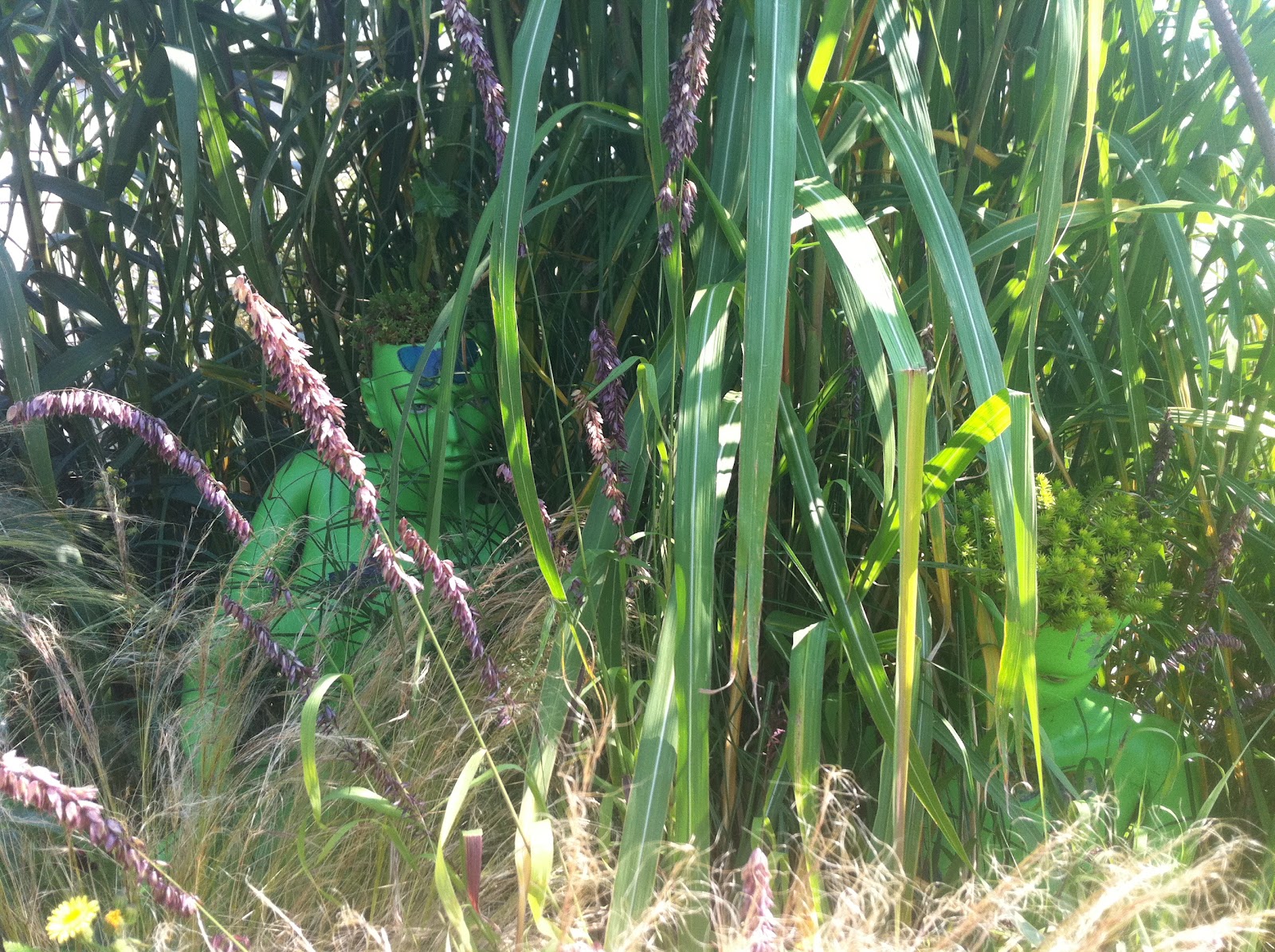 Culture Baby Wings and Fins