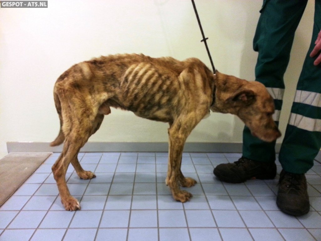 Agenten Hebben Maandag Een Ernstig Vermagerd Hondje Gevonden In Het Sloterpark Beestje Was Vastgebonden Aan Boom Langs De Weg