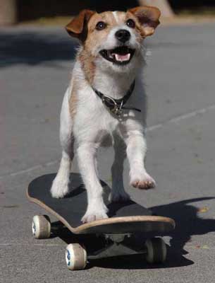 How To Teach A Dog Trick To Play Dead How To Teach A Dog Trick To Play Dead