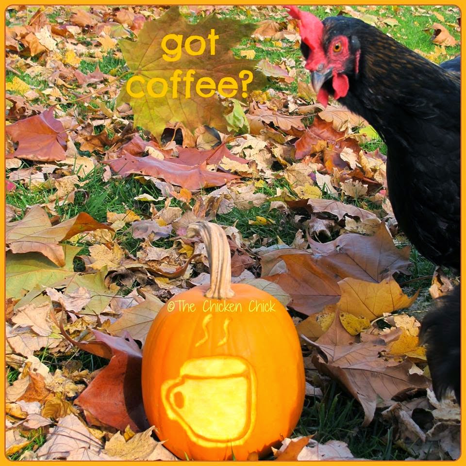 Flock Focus Friday with The Chicken Chick ® got coffee?