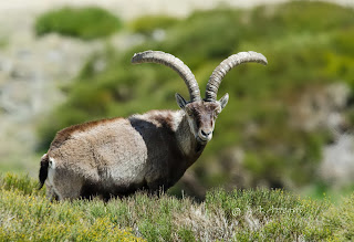 Cabra montes, Capra pyrenaica victoriae, Spanish Ibex 