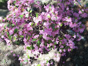 Pink Azaleas