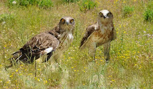 Circaetus gallicus (águila culebrera)