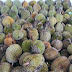 Durian Long Lama Miri at Rm7