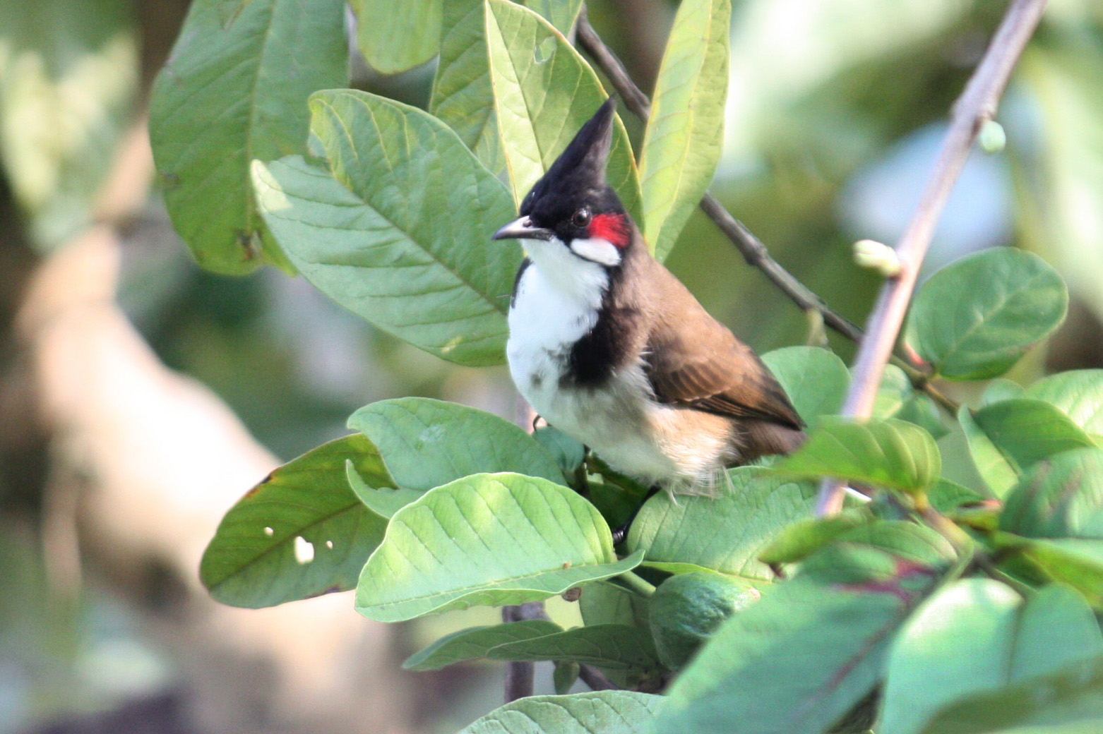 PRAKTIES Bengali birds