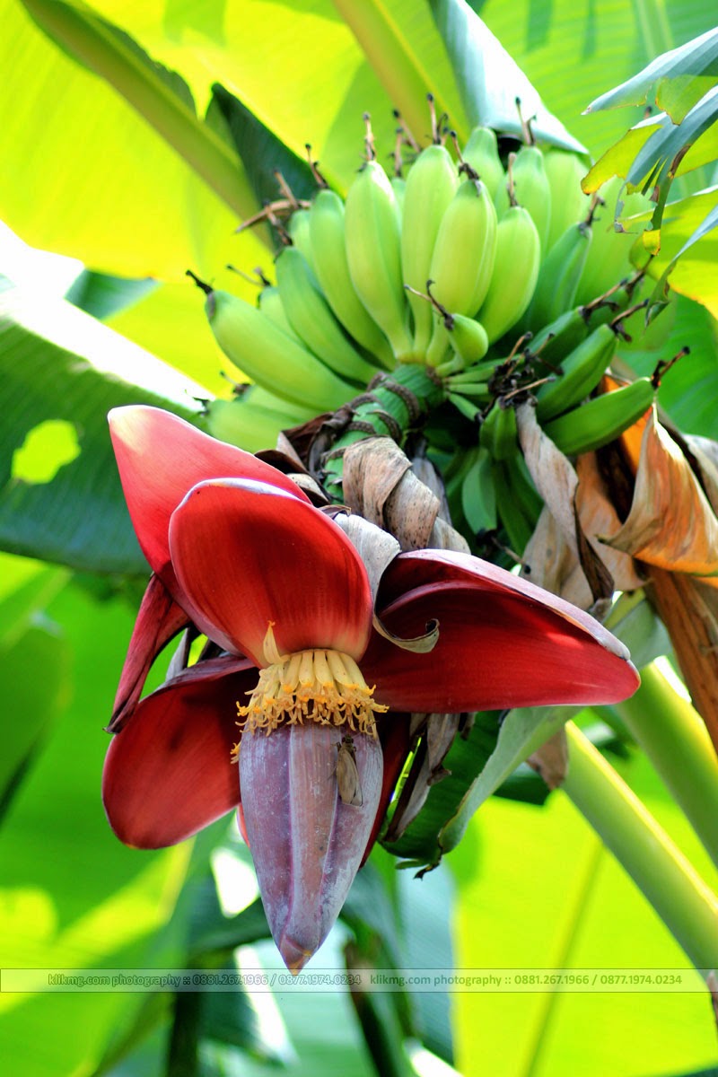 Jantung Buah Pohon Pisang | fotografer : klikmg fotografi - fotografer indonesia / fotografer banyumas / fotografer purwokerto Jantung Buah Pohon Pisang | fotografer : klikmg fotografi - fotografer indonesia / fotografer banyumas / fotografer purwokerto