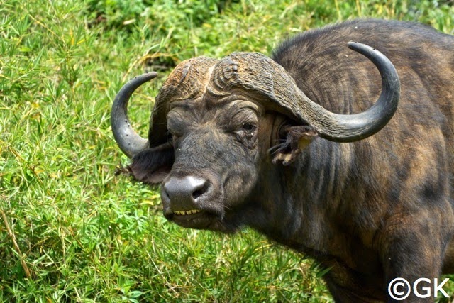 Kaffernbüffelbulle (Syncerus caffer)